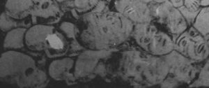 skulls-masks